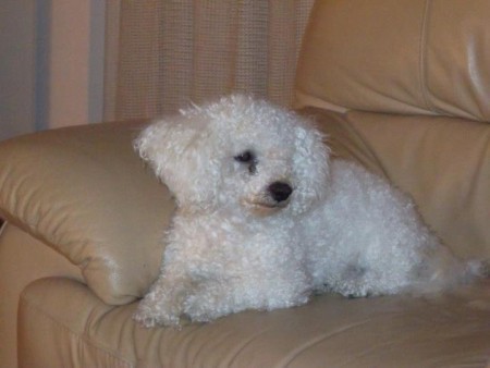 Bichon Michalovce - !!!NÁJDENÝ!!!